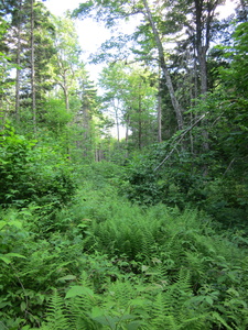 Appalachian Trail 