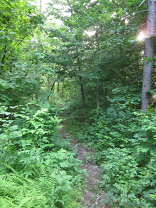 Appalachian Trail 