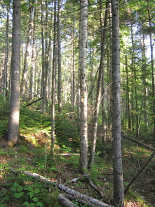 Appalachian Trail 