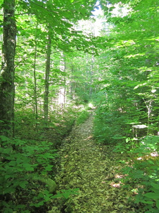 Appalachian Trail 