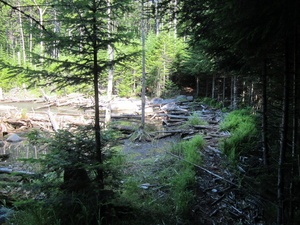 Appalachian Trail Dried beaver dam pond