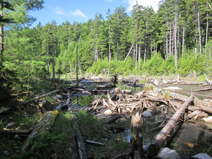 Appalachian Trail Dried beaver dam pond