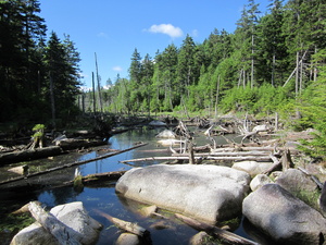 Appalachian Trail Dried beaver dam pond