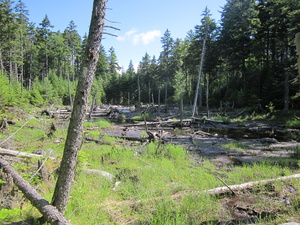 Appalachian Trail Dried beaver dam pond