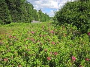 Appalachian Trail Flowers