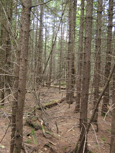 Appalachian Trail 