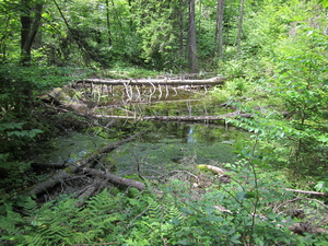 Appalachian Trail Big mud puddle