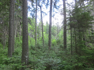 Appalachian Trail 