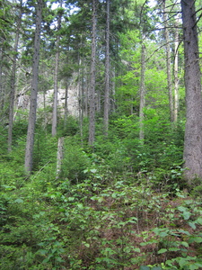 Appalachian Trail 