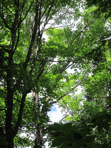 Appalachian Trail Where hawk dive-bombed me about 5 times