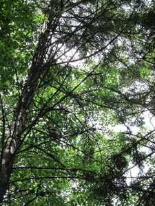 Appalachian Trail Where hawk dive-bombed me about 5 times