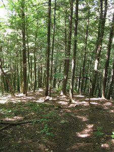 Appalachian Trail 