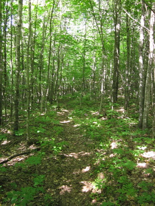 Appalachian Trail 