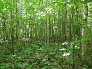 Appalachian Trail 