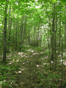 Appalachian Trail 