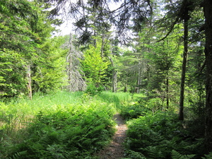 Appalachian Trail 