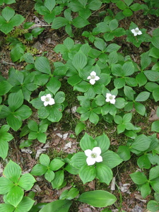 Appalachian Trail Flowers