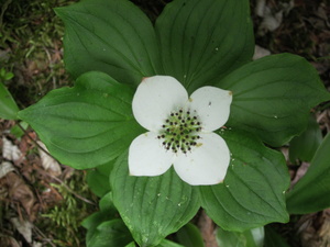 Appalachian Trail Flowers