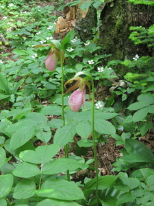 Appalachian Trail Lady Slipers