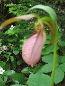 Appalachian Trail Fuzzy Lady Slipper