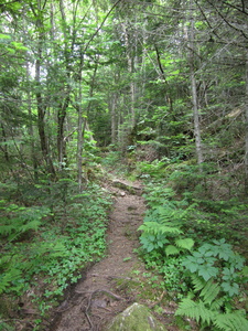 Appalachian Trail 