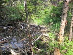 Appalachian Trail Beaver Dam