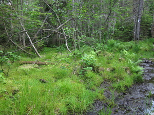 Appalachian Trail 