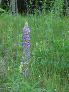 Appalachian Trail Lupin Flower