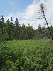 Appalachian Trail 