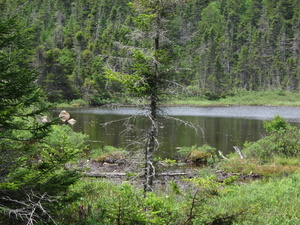 Appalachian Trail Eddy Pond