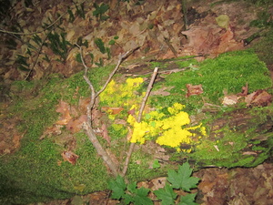 Appalachian Trail Bright yellow Fungus