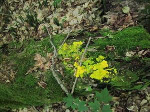 Appalachian Trail Bright yellow Fungus