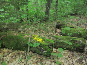 Appalachian Trail Bright yellow Fungus