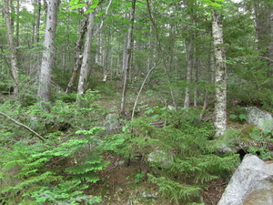 Appalachian Trail My campsite south of Sluice Brook