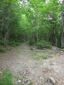 Appalachian Trail Old railroad bed.