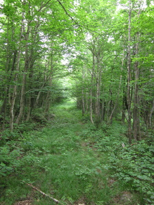 Appalachian Trail Old logging road