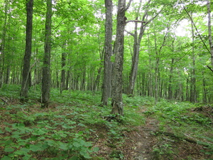 Appalachian Trail 