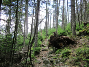 Appalachian Trail 