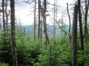 Appalachian Trail 