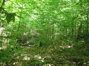 Appalachian Trail 