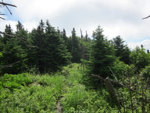 Appalachian Trail 