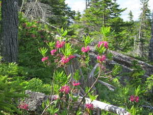 Appalachian Trail Flowers