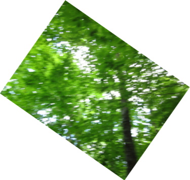 Appalachian Trail Picture of trees with camera in motion 