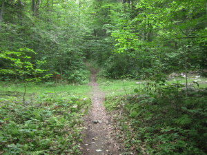 Appalachian Trail Trail crossing logging road