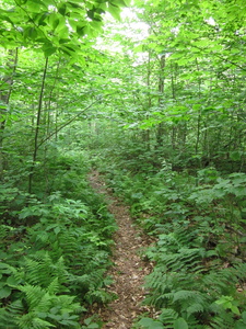 Appalachian Trail 