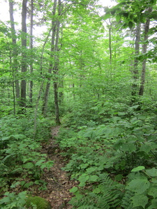 Appalachian Trail 