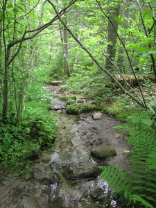 Appalachian Trail Bog, no bridge.