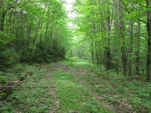 Appalachian Trail 