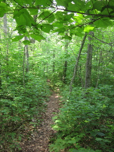 Appalachian Trail 