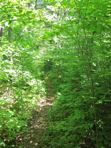 Appalachian Trail 